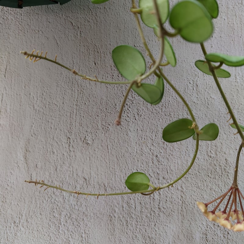 7 ホヤ　マチルダ　中斑入り　桜蘭　レア品種 7 ホヤ マチルダ 中斑入り 桜蘭 レア品種 7 ホヤ マチルダ 中斑入り