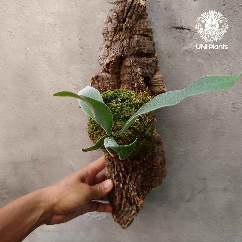 ビカクシダ ベイチー Patycerium veitchii コウモリラン ビカクシダ