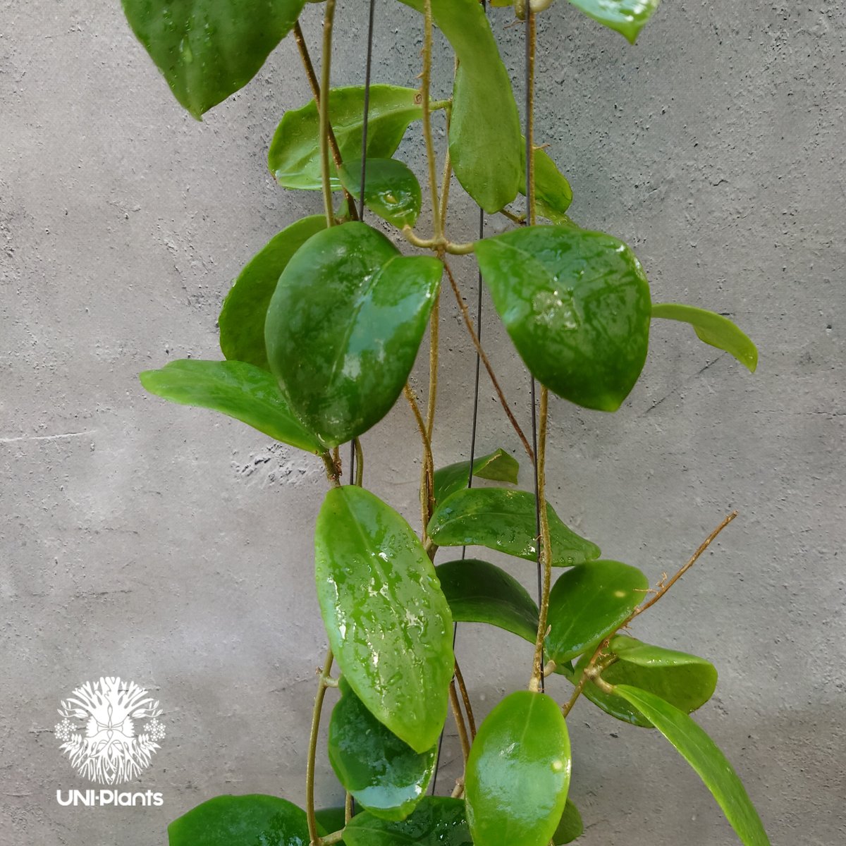 0451 ＊ ホヤ ＊ Hoya ＊ ミンドレンシス ＊ ライラック 0451 ＊ ホヤ ＊ Hoya ＊ ミンドレンシス ＊ ライラック 0451 ＊ ホヤ