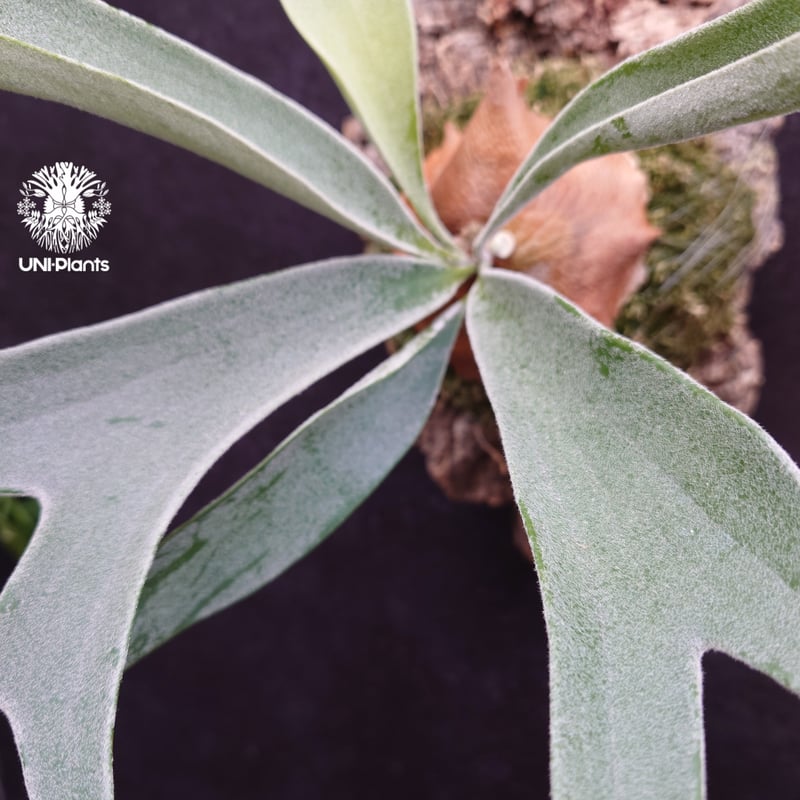 ビカクシダ ベイチー(子株) Platycerium veitchii(pup) コウモリラン