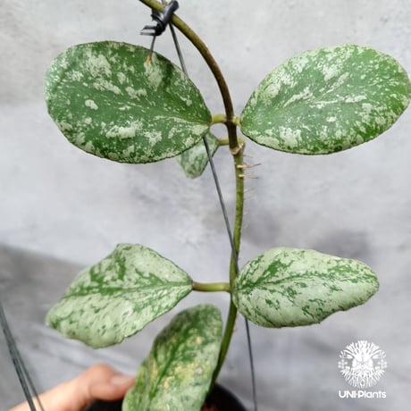 CATEGORY ホヤ植物(Hoya) | UNI-Plants ビカクシダ、ホヤ植物 CATEGORY ホヤ植物(Hoya) | UNI-Plants ビカクシダ、ホヤ植物