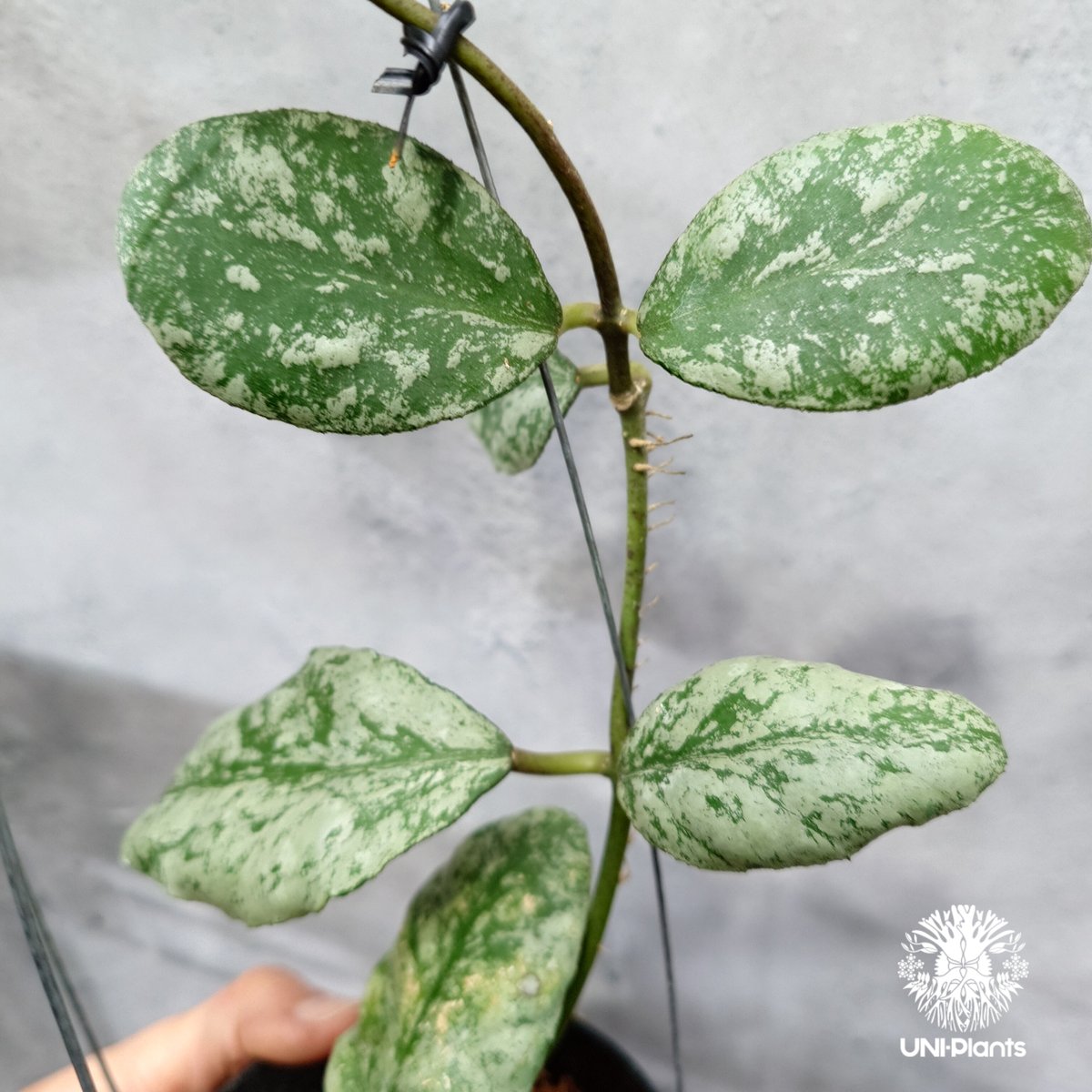 限定1株入荷 Hoya Waymaniae cloudy sky ホヤ ウェイマニアエ クラウ