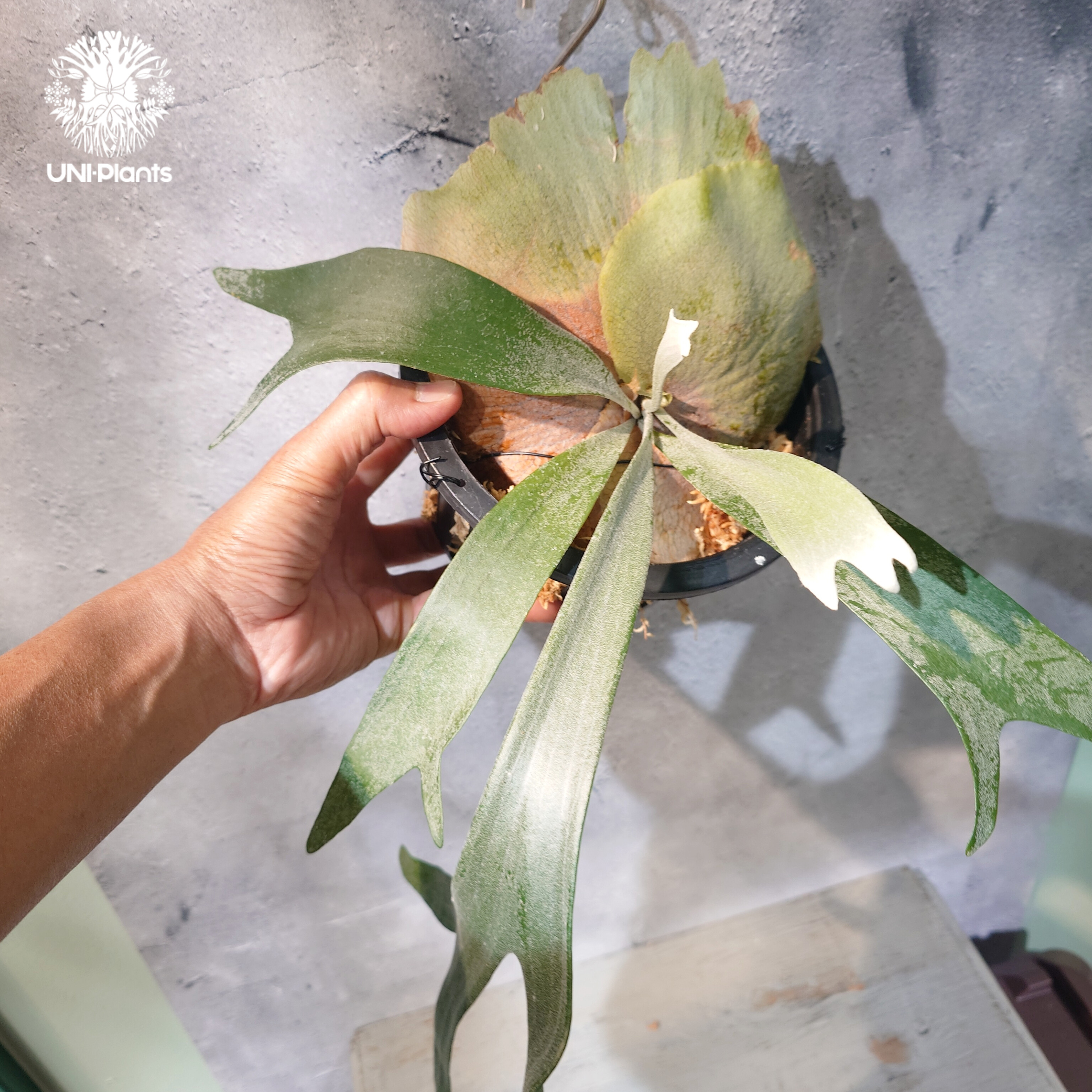 国内繁殖株・一点物】Platycerium bifurcatum 'white' ｜ビカ