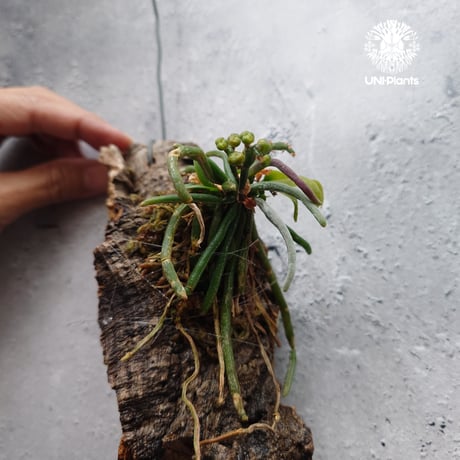 Chiloschista parishii `Nakornpanom`キロスキスタ パリシー `ナコンパノム` 着生植物 珍しい 着生蘭 着生ラン 無葉蘭 珍奇植物 インテリア植物 ハンキング植物