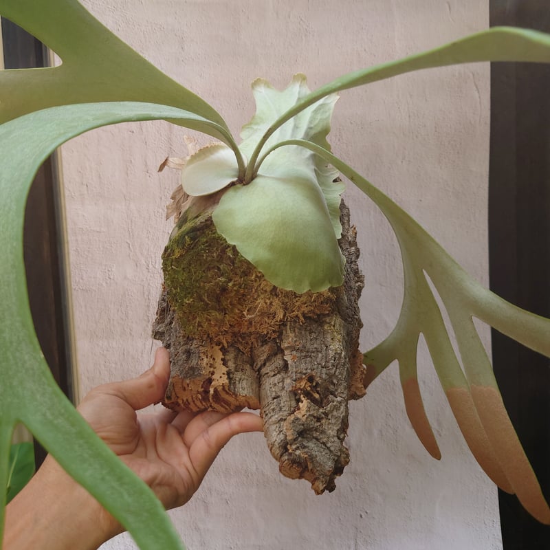 ビカクシダ ウィリンキー　ワイルドインドネシア　大株　親株 ビカクシダ『ウィリンキー』ワイルド | Planet Plants