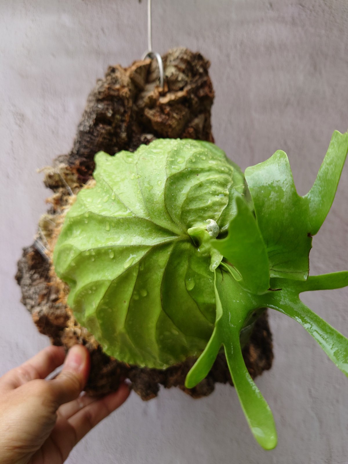 ビカクシダ リドレイ Platycerium Ridleyi コウモリラン