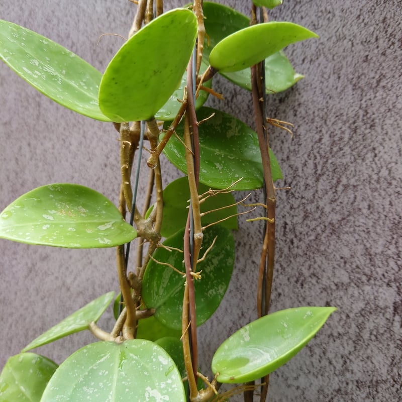 花座つき　ホヤ　ミニベル　スプラッシュ 花座つき ホヤ ミニベル スプラッシュ その他観葉植物