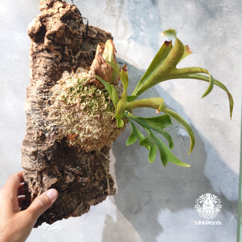 タイ直輸入・現地選抜】Platycerium coronarium 'Dragon Tree
