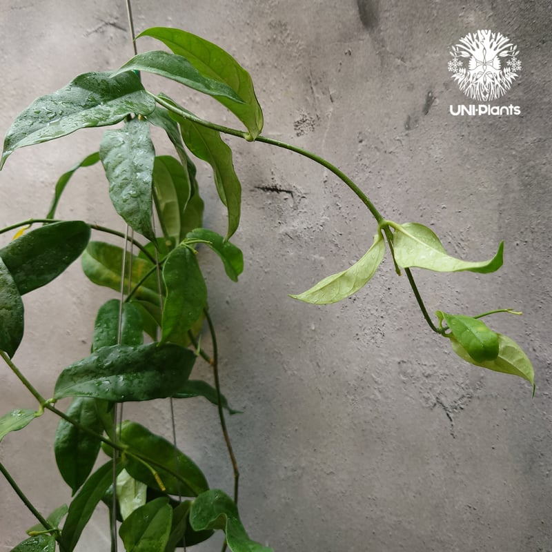 Hoya Danumensis UT174 ホヤ ダヌメンシス UT174 ホヤ植物 ホヤの花