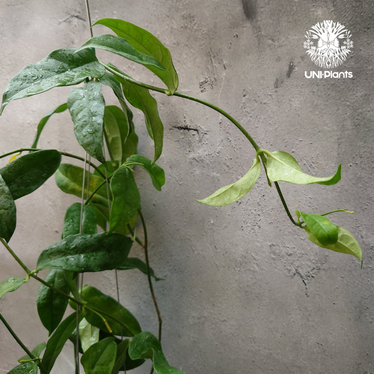 Hoya Danumensis UT174 ホヤ ダヌメンシス UT174 ホヤ植物 ホヤの花