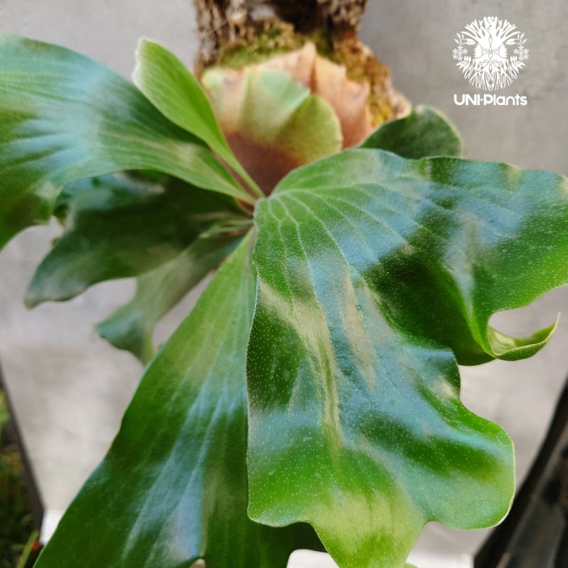 ビカクシダ ヒリードラゴン Platycerium hillii cv.Dragon