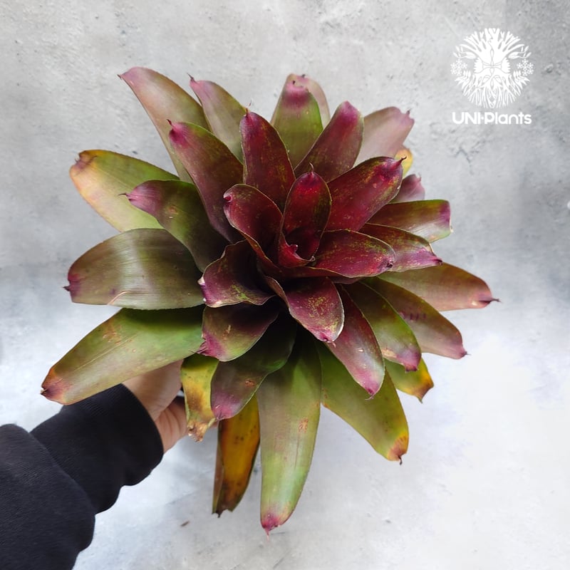 Neoregelia J.S.Red compact ネオレゲリア Neoregelia ブロ