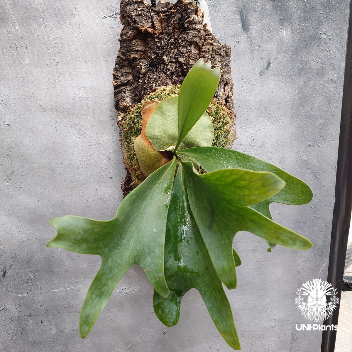 リクエスト専用ページ リクエスト約No.UNS-250410-1450 P.hillii ex