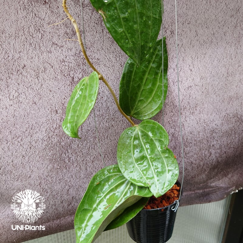 Hoya Latiforia ホヤ ラティフォリア 大ぶり!! ホヤ 植物 ホヤの花 観葉