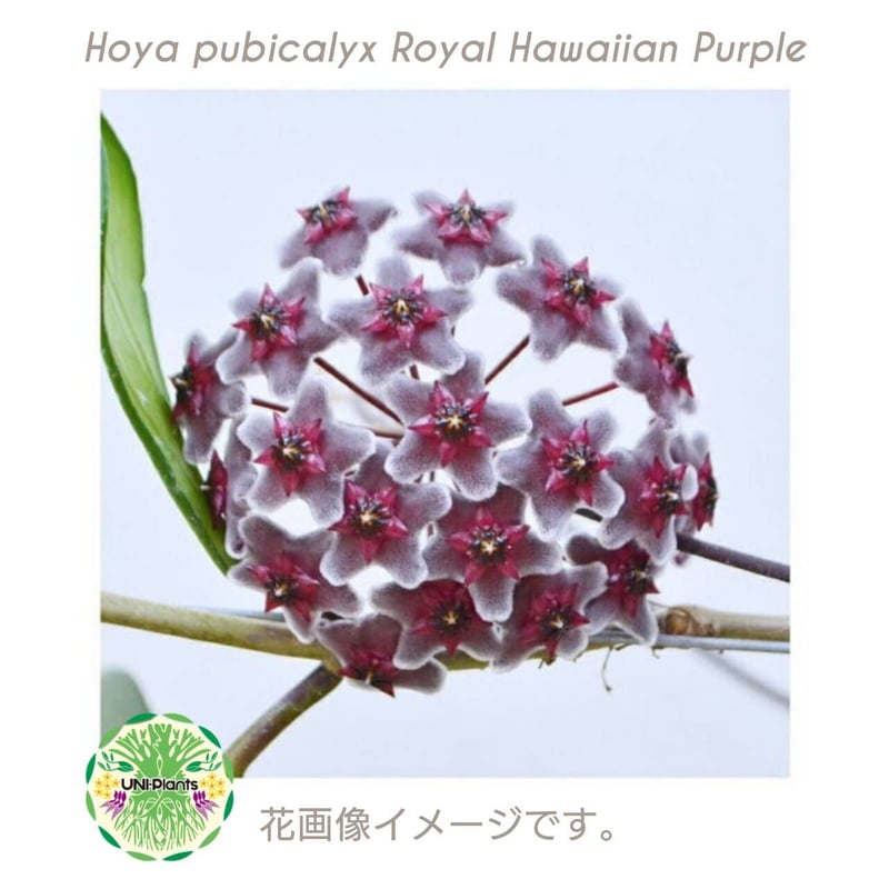 ホヤ プビカリクス ロイヤル ハワイアン パープル 花座付き ホヤ植物