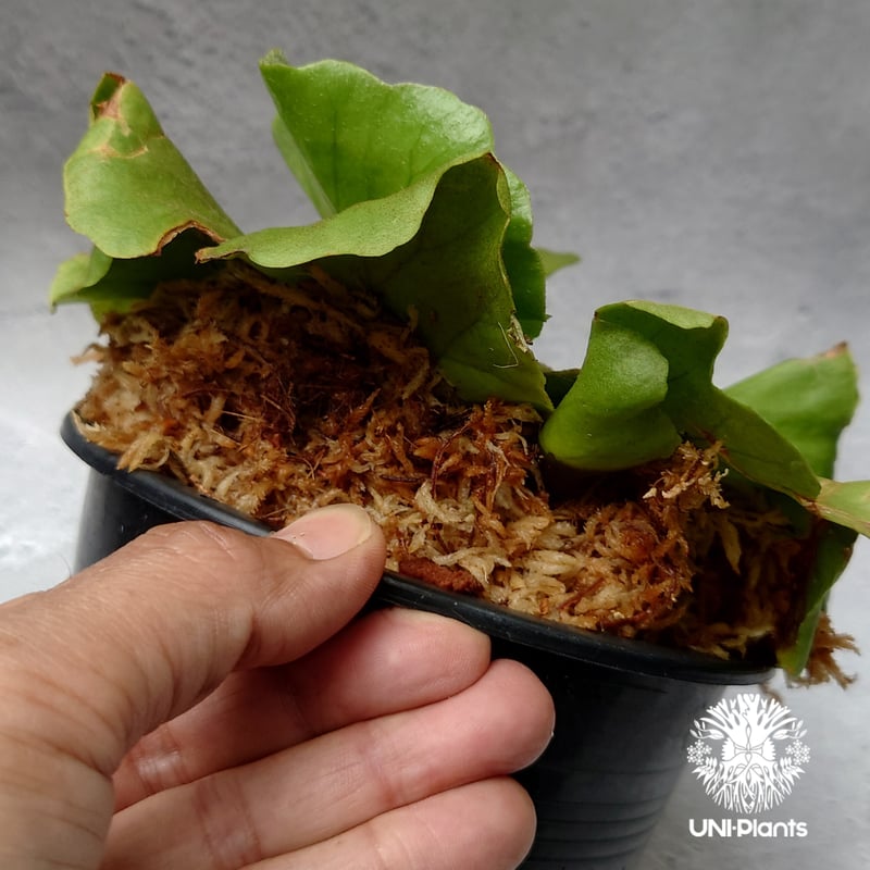 ビカクシダ キッチャクード シンリーフ Platycerium Kitshakood thin