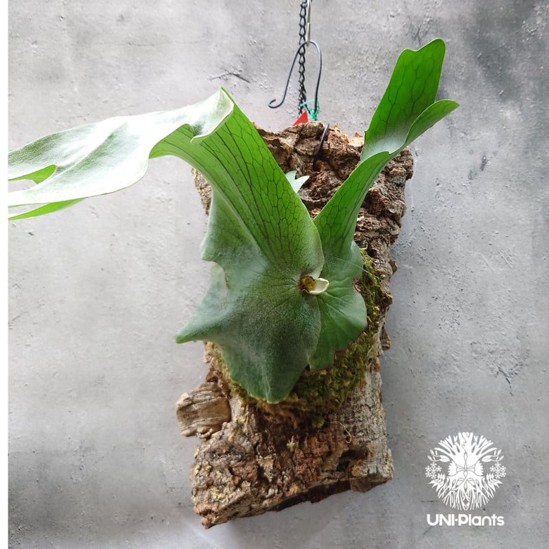 親株出品✨ビカクシダ ホルタミー ビカクシダ ホルタミー Platycerium holttumii コウモリラン