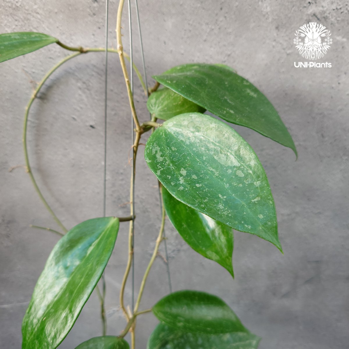 Hoya latifolia Snow Queen（M） ホヤ ラティフォリア スノー クイー