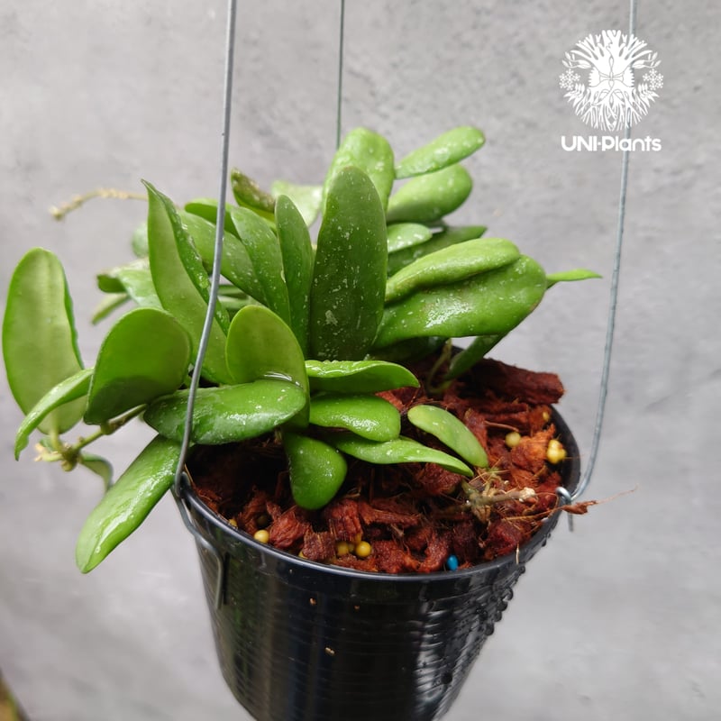 konyujiさま専用 Hoya2種 【公式通販】