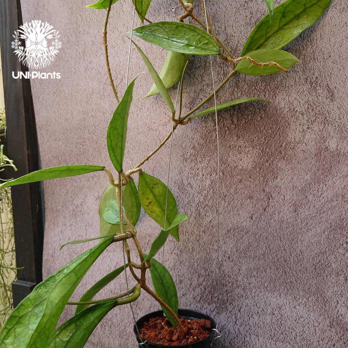 Hoya Germany ホヤ ジャーマニ 吊り鉢 ホヤ：ブーマニカ 3号吊り鉢 の通販 | 園芸ネット