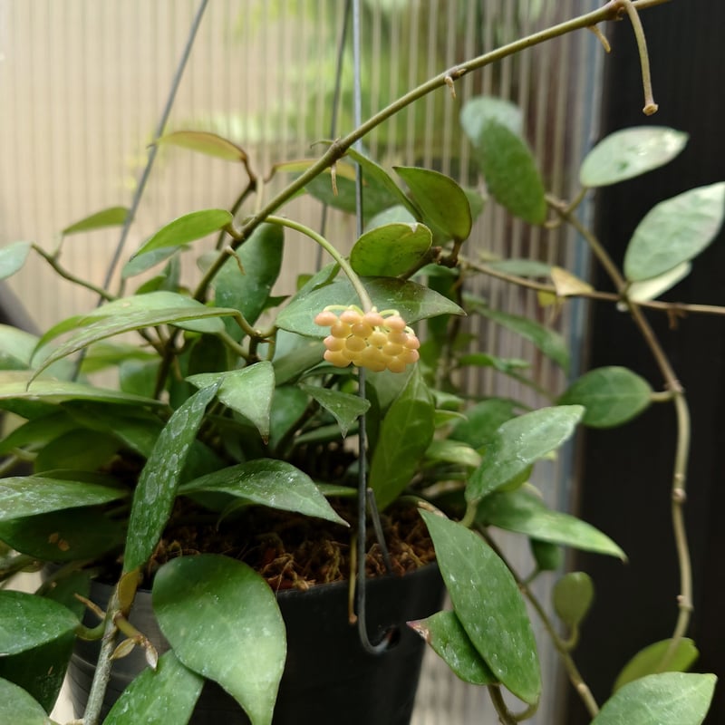 珍種 ホヤ メデューサ Hoya Medusa サクララン