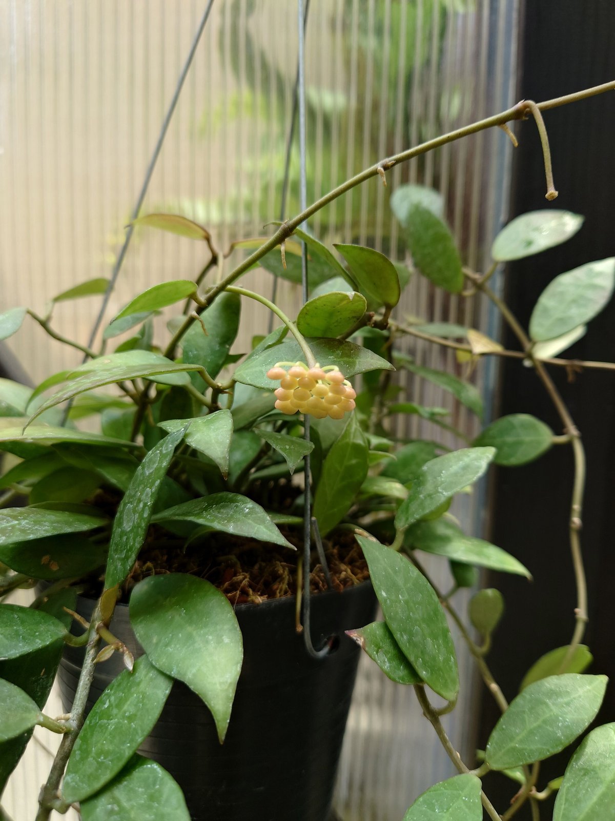 セール　レア　珍種　ホヤ　Hoya chloroleucha サクララン ホヤ カルノーサ クリンクル8 サクララン ホヤ植物 植物 珍奇