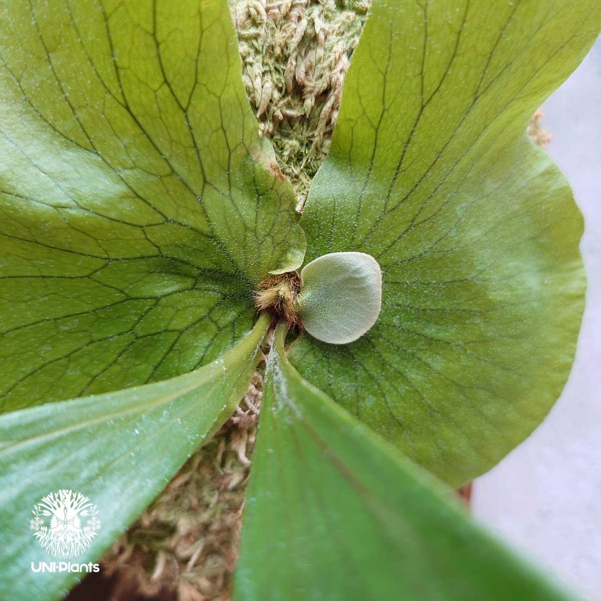 ビカクシダ ステマリア Platycerium stemaria ビカクシダ原種 シダ植物