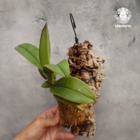 Phalaenopsis pulcherrima var Red ubon 着生植物 洋ラン 着生蘭 着生ラン 着生コルク ハンキング植物