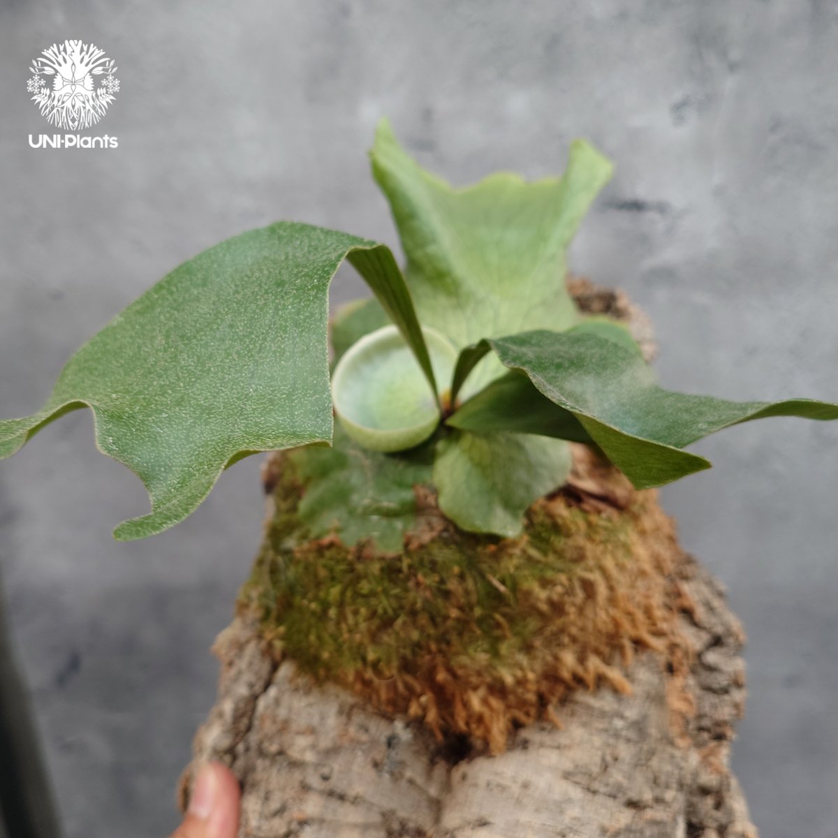 Platycerium wandae × veitchii ビカクシダ ワンダエ×ベイチー コ