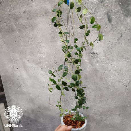 CATEGORY ホヤ植物(Hoya) | UNI-Plants ビカクシダ、ホヤ植物、着生蘭