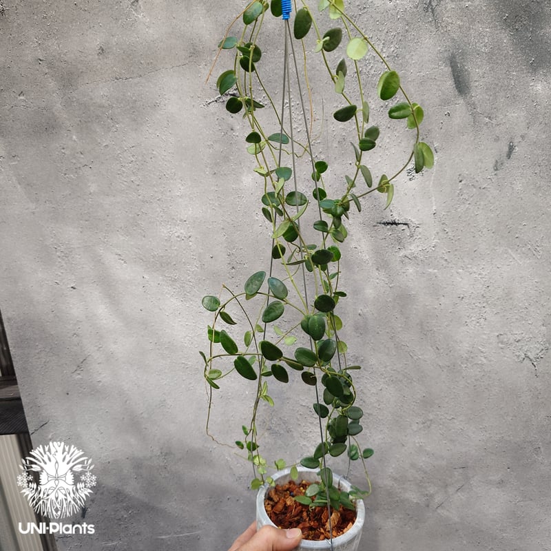 限定1株入荷 Hoya Pulleana ホヤプレナ ホヤ植物 ホヤの花 Hoya plant