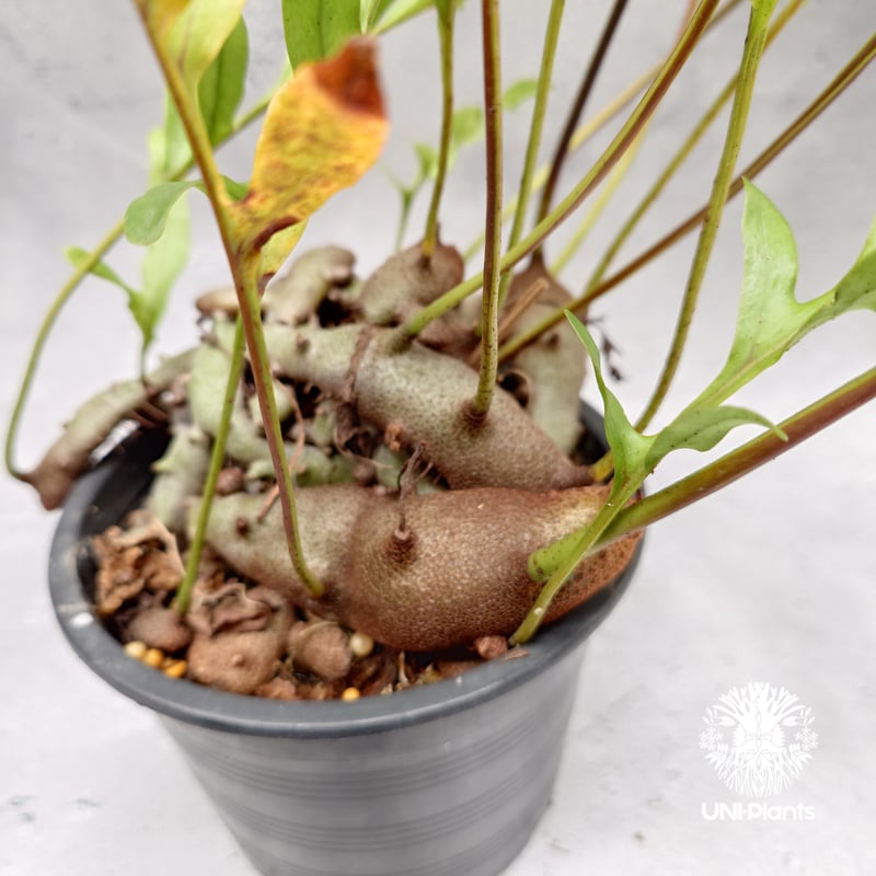 その他観葉植物 Lecanopteris KP9 その他観葉植物 Lecanopteris KP9 Lecanopteris crustacea