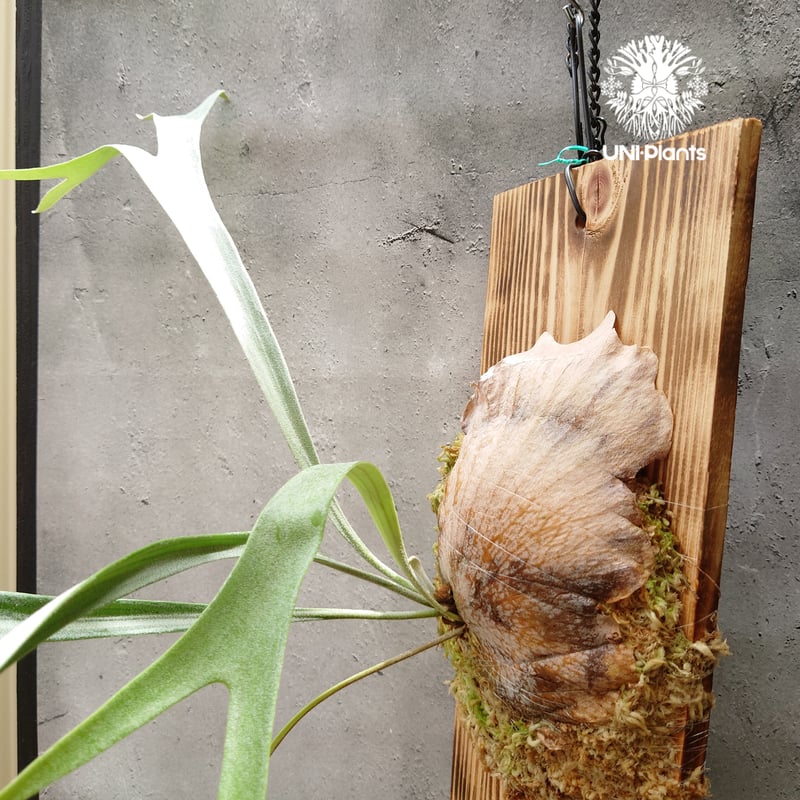 Platycerium Blue vista ビカクシダブルービスタ ビカクシダウィ Platycerium Blue vista ビカクシダブルービスタ ビカクシダウィ