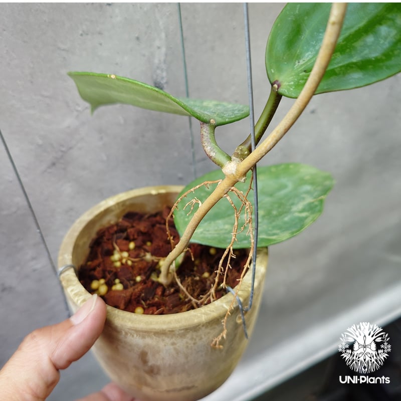 Hoya latifolia Snow Queen（M） ホヤ ラティフォリア スノー クイー