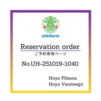 【ご予約者様専用ページ】 ご予約No.UH-251019-1040 Hoya Plleana / Hoya Versteegii
