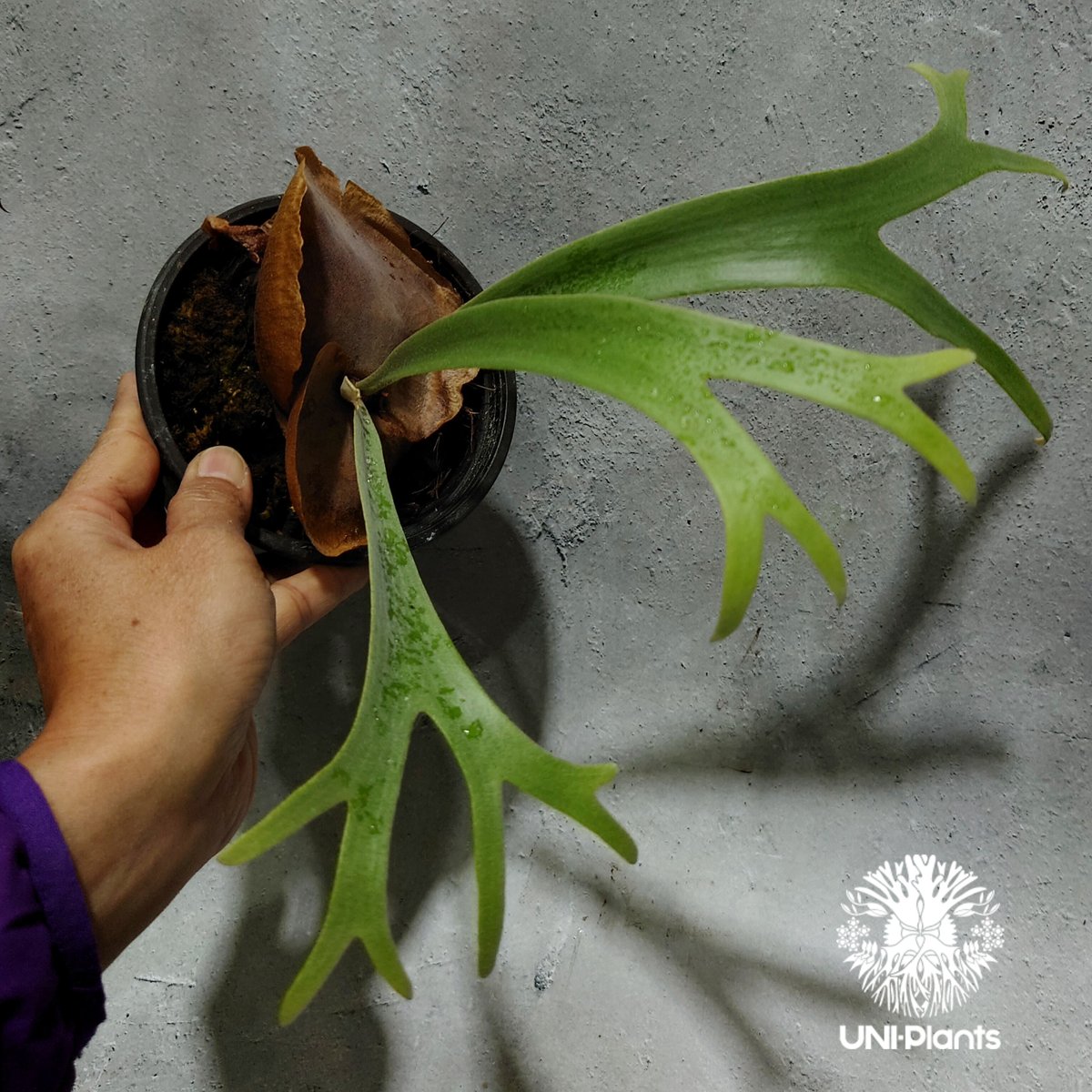 Platycerium Jib Jib (pup)(P. willinckii x P. b Platycerium Jib Jib (pup)(P. willinckii x P. b