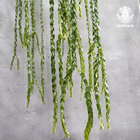 Huperzia spp. フペルジア  Phlegmariurus (フレグマリウルス) 観葉植物 珍奇植物 植物 着生植物 インテリア植物 珍しい シダ植物