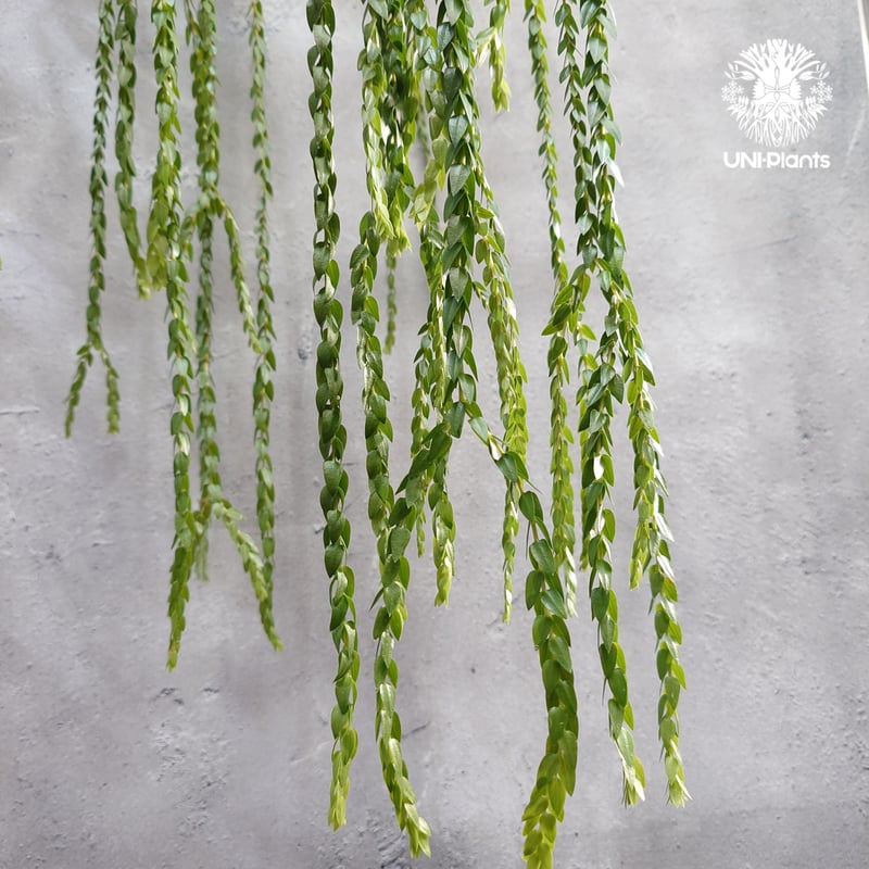 Huperzia spp. フペルジア Phlegmariurus (フレグマリウルス) 観