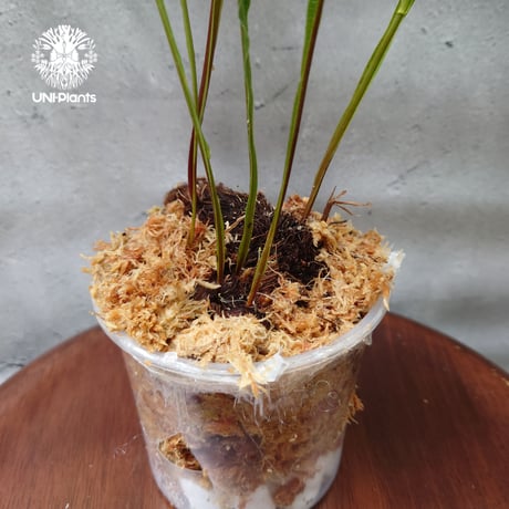 初入荷! Drynaria bonii wild ドリナリア·ボニー タイ産山採り株 観葉植物 珍奇植物  着生植物 インテリア植物 珍しい シダ植物