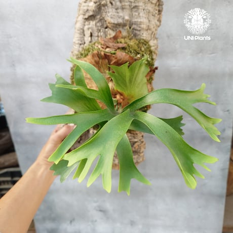 CATEGORY ビカクシダ（Platycerium） | UNI-Plants ビカクシダ、