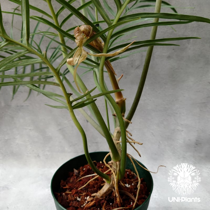 Philodendron tortum フィロデンドロン トータム フィロデンドロン