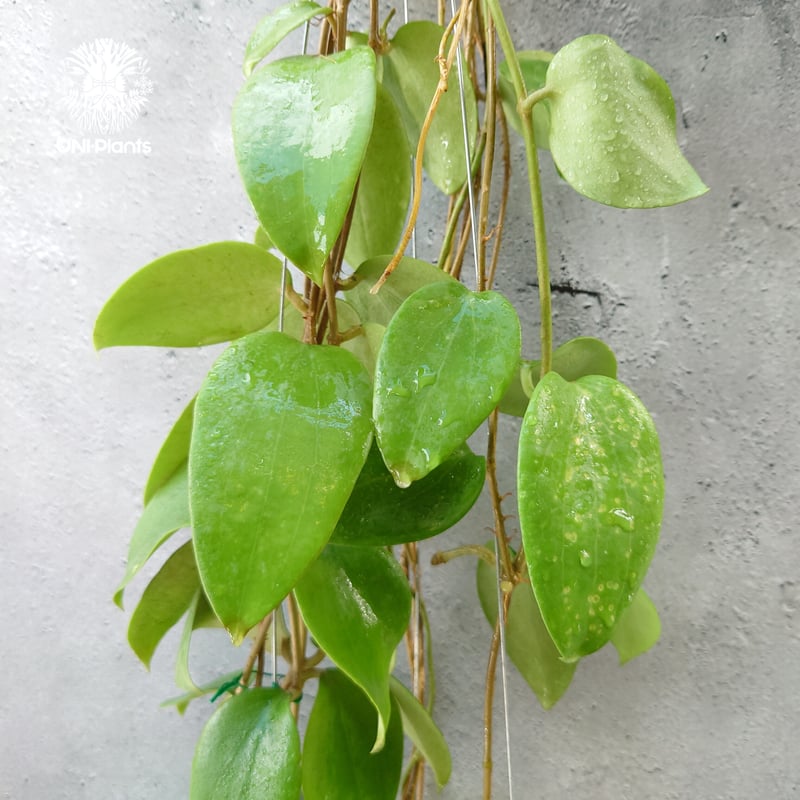 ホヤ アルドリッチ Hoya aldrichii ホヤ植物 サクララン