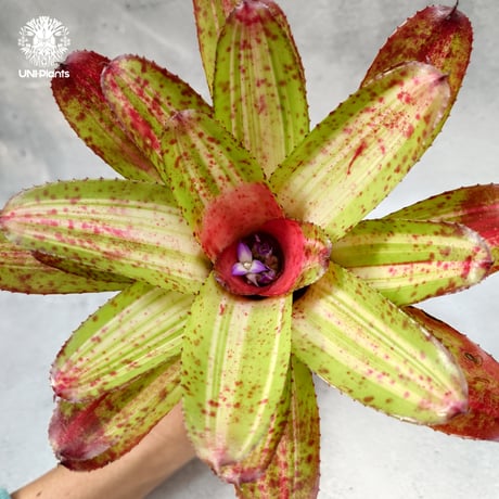 Neoregelia Chili verde ネオレゲリア Neoregelia ブロメリア科ネオレゲリア属