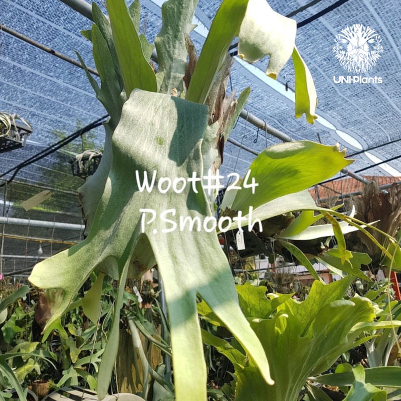 ビカクシダシダ GOKUU 子株 woot オリジナル 【公式通販】