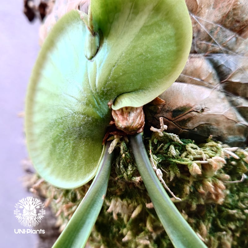 T*-様 P.コロナリウム Platycerium coronarium (原種 🌱Platycerium coronarium 'Wai Wai'🌱 From @katsu_hibino