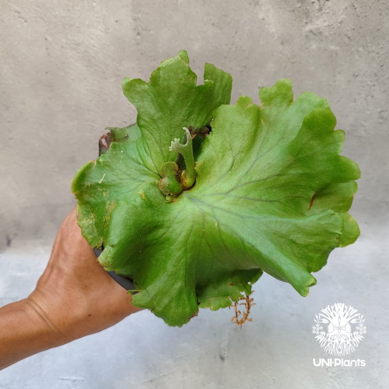 ビカクシダ　キッチャクード〔Thin〕 ×リドレイ〔ドワーフF1〕コルク付け ビカクシダ キッチャクード〔Thin〕 ×リドレイ〔ドワーフF1