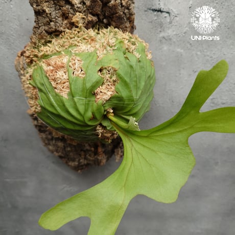 ビカクシダ リドレイ ワイドフォーム Platycerium ridleyi wide form コウモリラン ビカクシダ シダ植物 ビカクシダコルク付け 着生植物