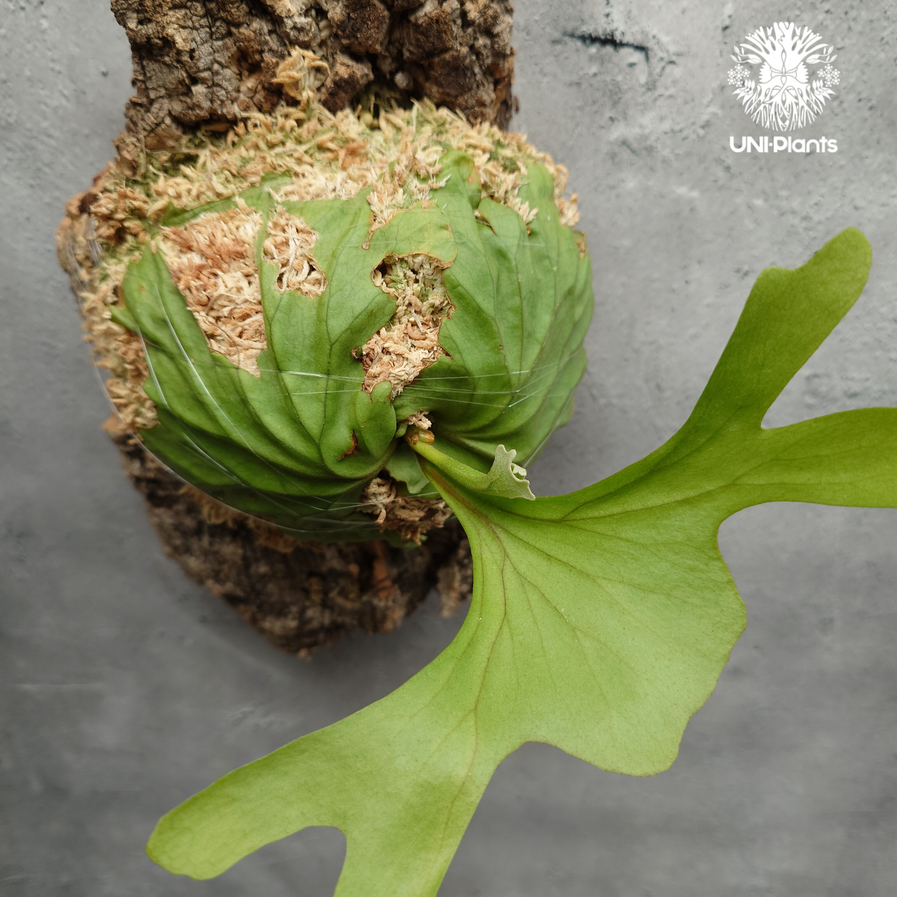 リドレイワイドフォーム　スポア株 ビカクシダ リドレイ ワイドフォーム Platycerium ridleyi wide for