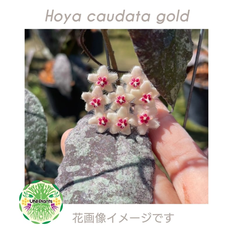 蕾つき　ホヤ　カウダータ Hoya caudata ssp. red サクララン 蕾つき ホヤ カウダータ Hoya caudata ssp. red サクララン
