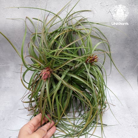 Tillandsia brachycaulos x concolor チランジア・ブラキカウロス×コンコロール Tillandsia  エアープランツ エアプランツ ティランジア